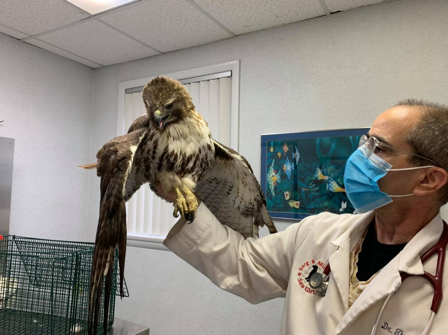A Hawk receiving care A Hawk receiving care