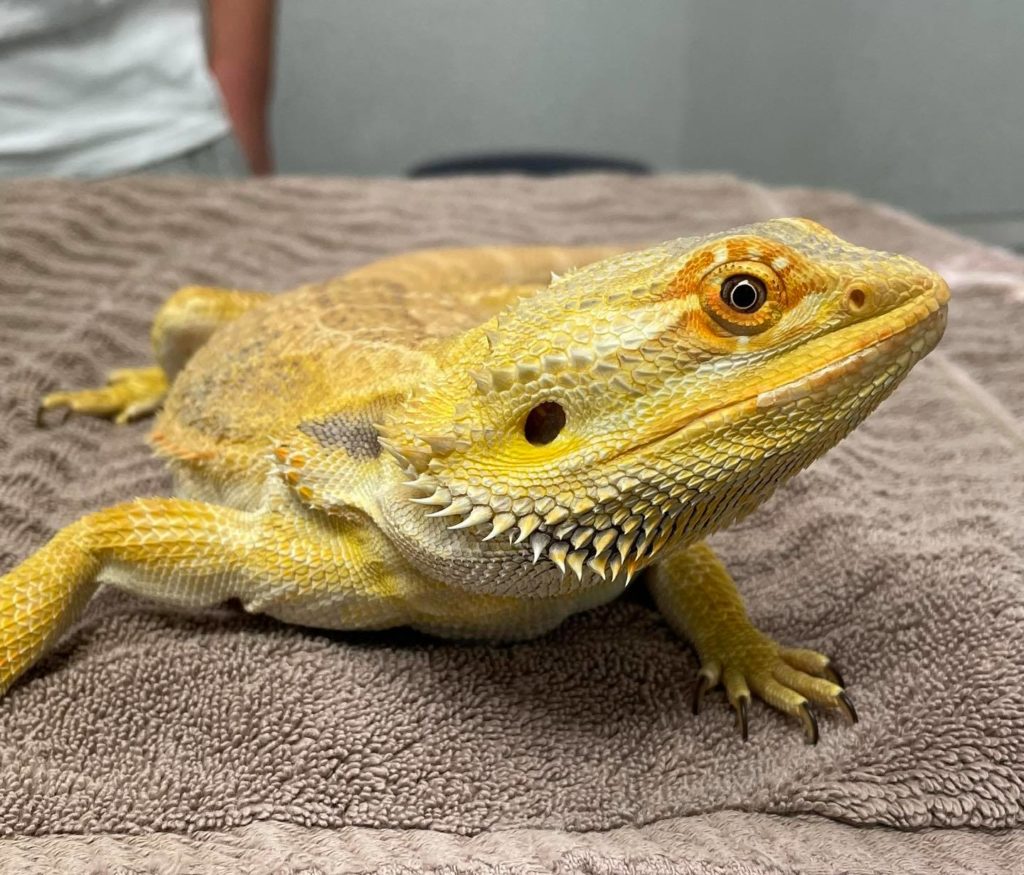 Bearded Dragon