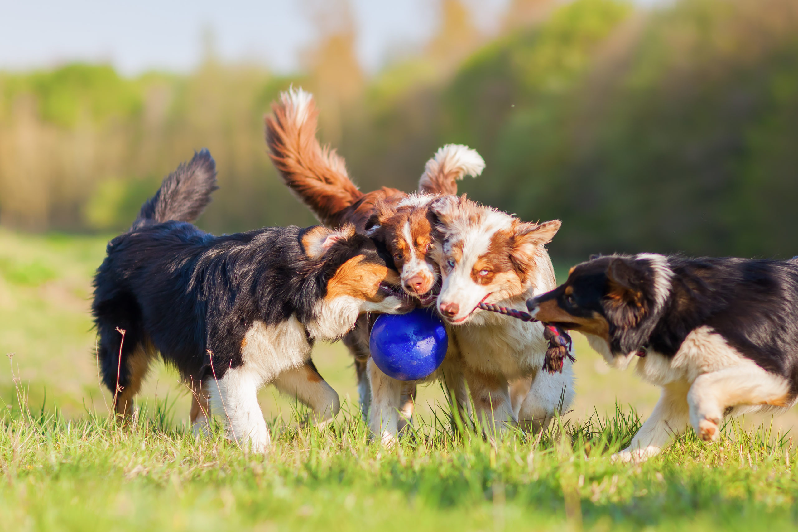 Pet Microchipping