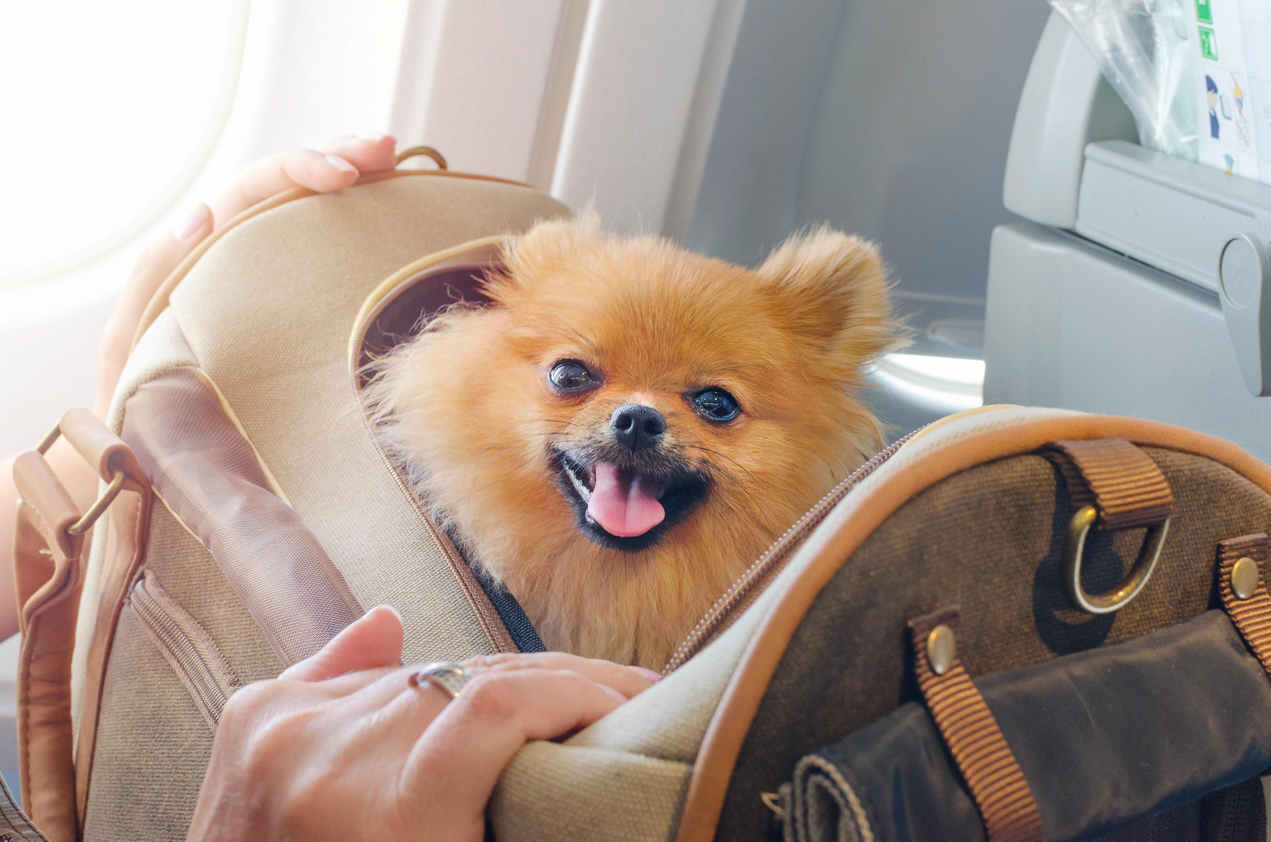 Dog Preparing for Travel