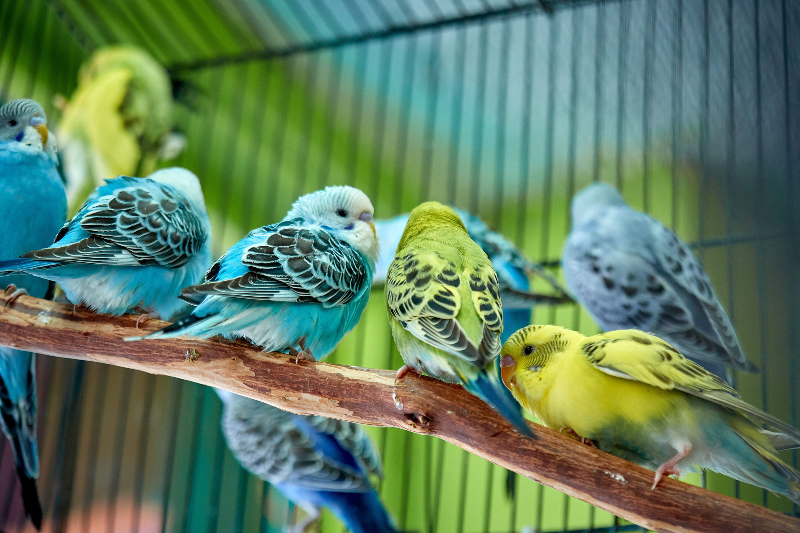 Small Bird Care Small Bird Care
