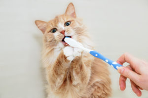 Pet Dental Care