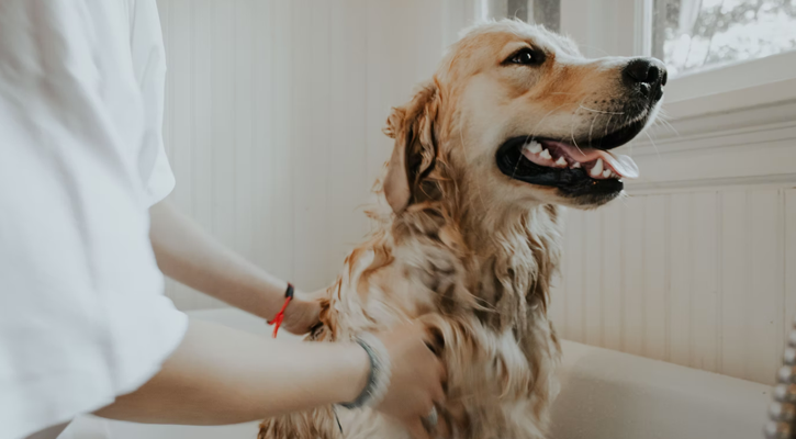 Pet Pain Management Pet Pain Management