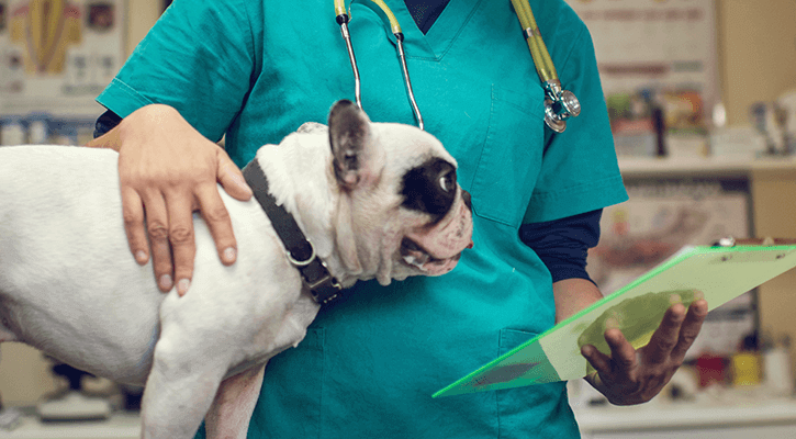 Surgery for Pets Surgery for Pets