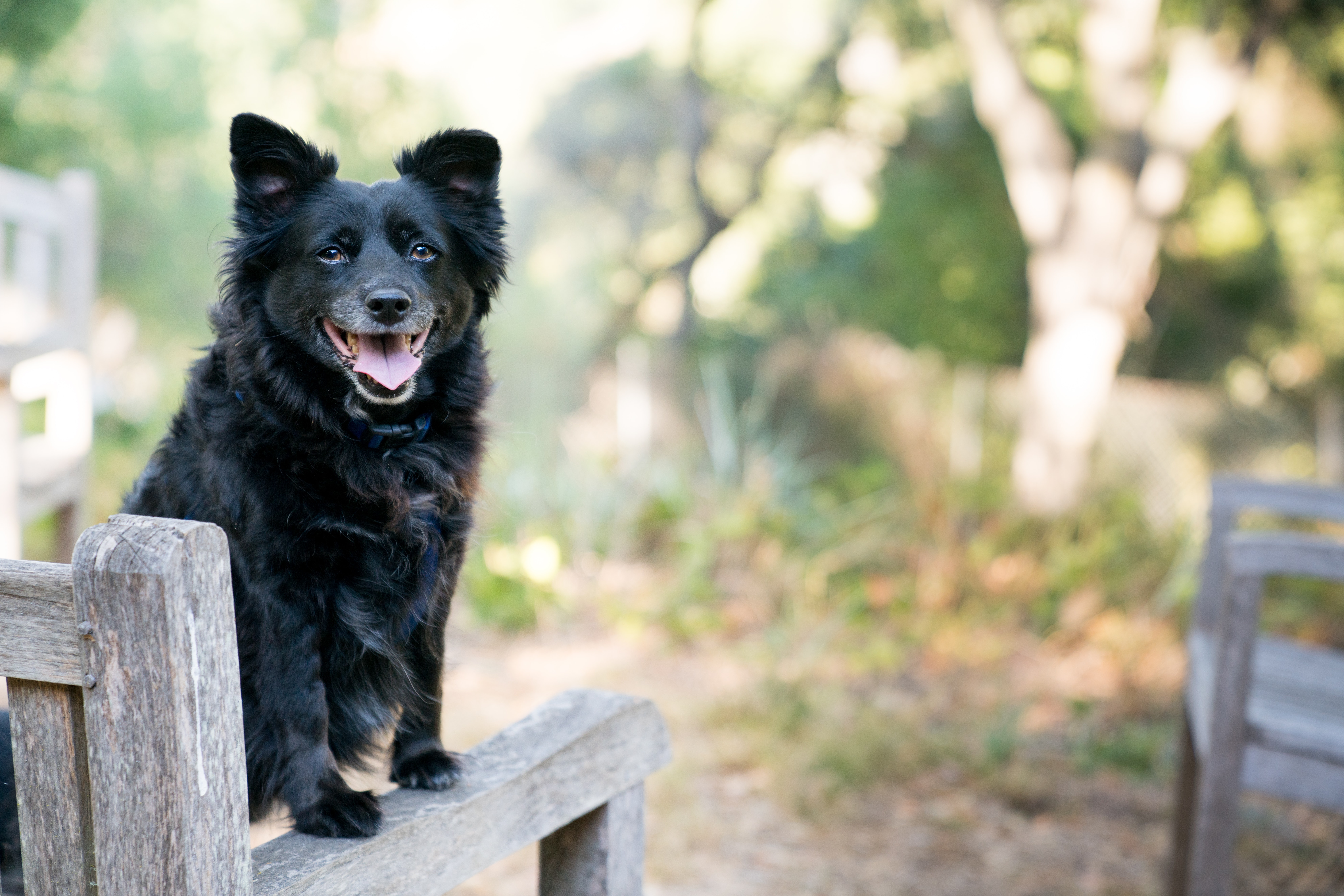 Pet Nutrition Pet Nutrition