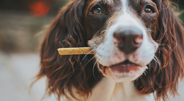 Pet Wellness Pet Wellness