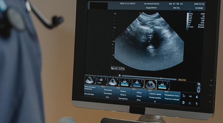 Pet Ultrasound Pet Ultrasound